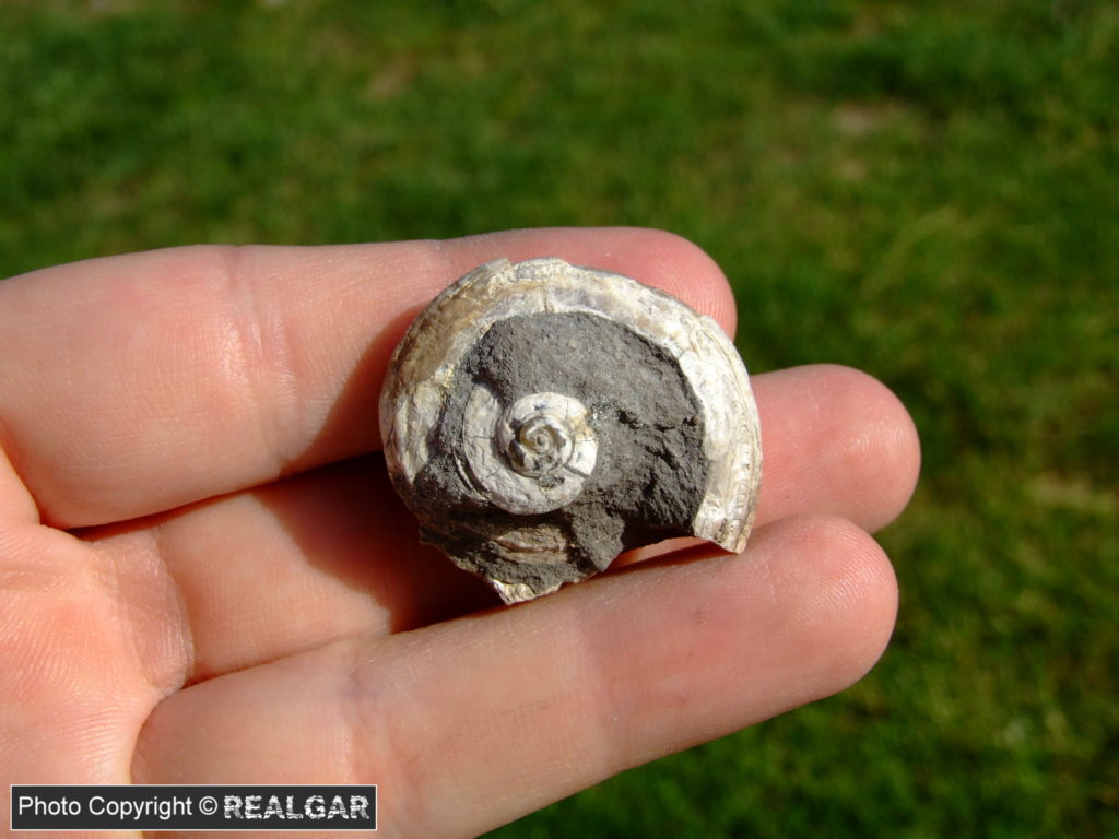 Częstochowa skamieniałości