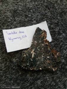 turitella agate