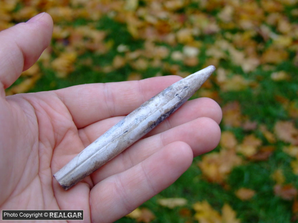 Częstochowa skamieniałości