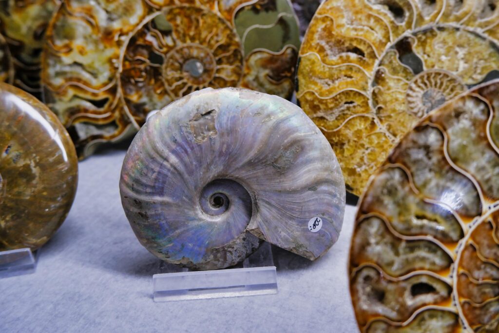 ammonite iridescence