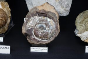 asphinctites