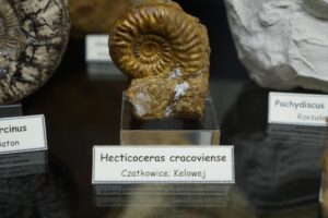 hecticoceras