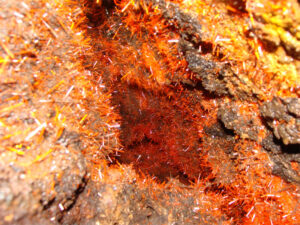 crocoite adelaide