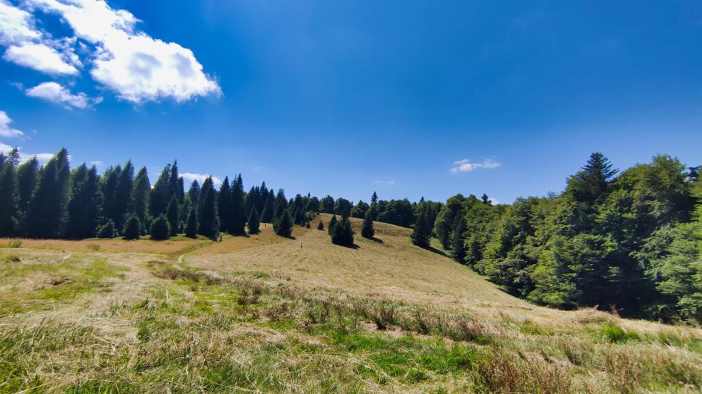 polana średnie