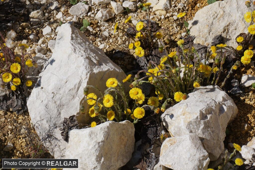 Kopalnia Suchowola chmielnik