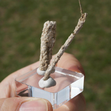 fulguryt i belemnit w mineralogia słownik geologiczny