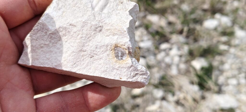 warsztaty geologiczne mirów jurajski raj amonitów